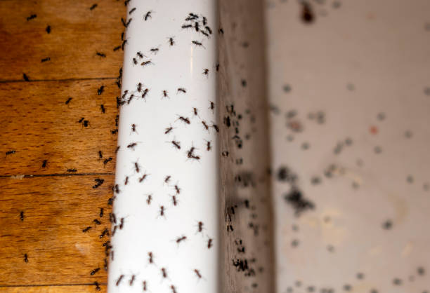 Pest Control Cost in Dutch Island, GA